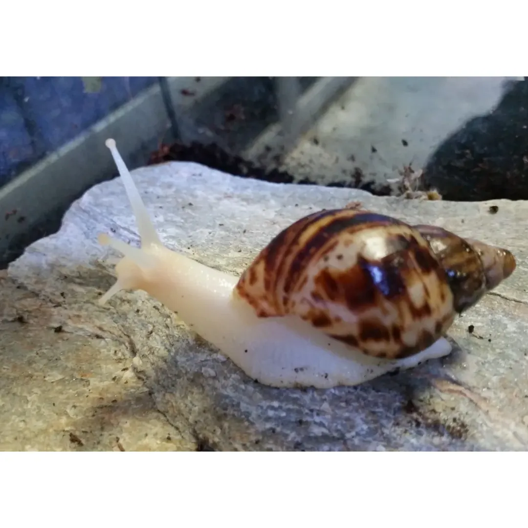 Krybdyr fra hele Verden Achatina reticulata Congosnegl ungdyr
