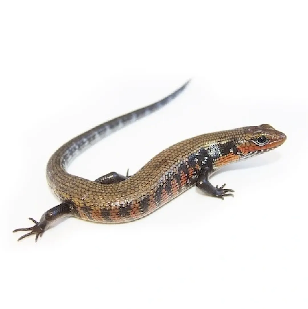 Krybdyr fra hele Verden African Fire Skink (Riopa fernandi)