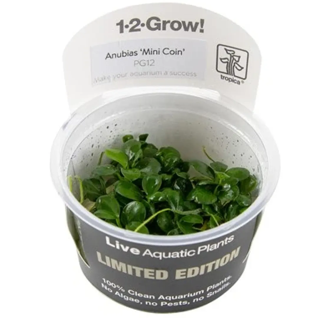 Tropica Akvarieplanter Anubias barteri 'Mini Coin' limited edition