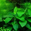 Tropica Akvarieplanter Anubias barteri var. nana Large potte