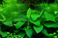 Tropica Akvarieplanter Anubias barteri var. nana Large potte