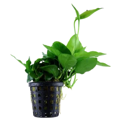 Tropica Akvarieplanter Anubias barteri var. nana Large potte