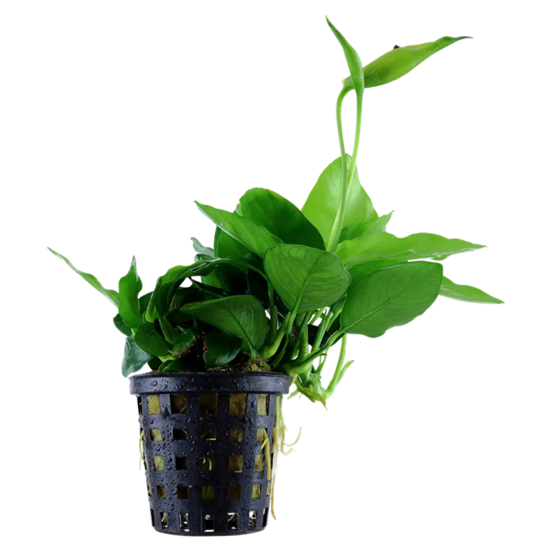 Tropica Akvarieplanter Anubias barteri var. nana Large potte