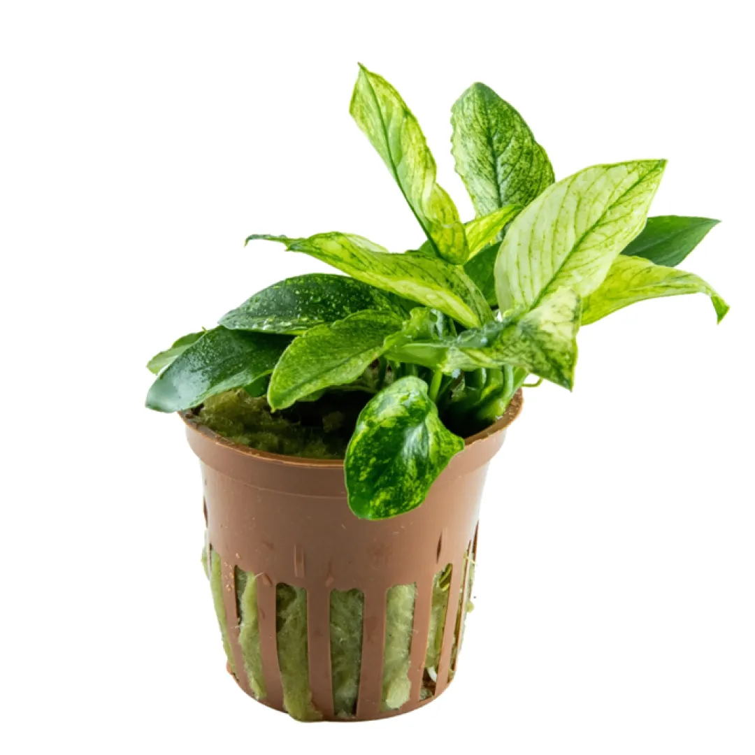 Tropica Akvarieplanter Anubias barteri var. nana Pinto potte