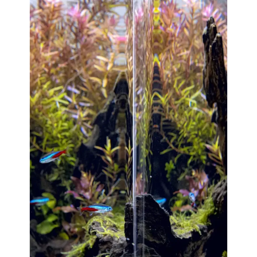 Aquael Akvarie Opti Bent Sort 30 Liter