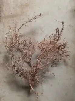 Dekoration til Akvarier og Terrarier Aquascaping Root 35-45 cm