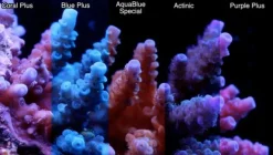 ATI T5 80 Watt Aquablue Special 145 cm