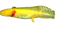 Akvariefisk Axolotl (Ambystoma Mexicanum Gold)- det evige larvestadie i akvariet