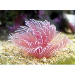 Saltvandsfisk Bispira Guinensis Pink Børsteorm