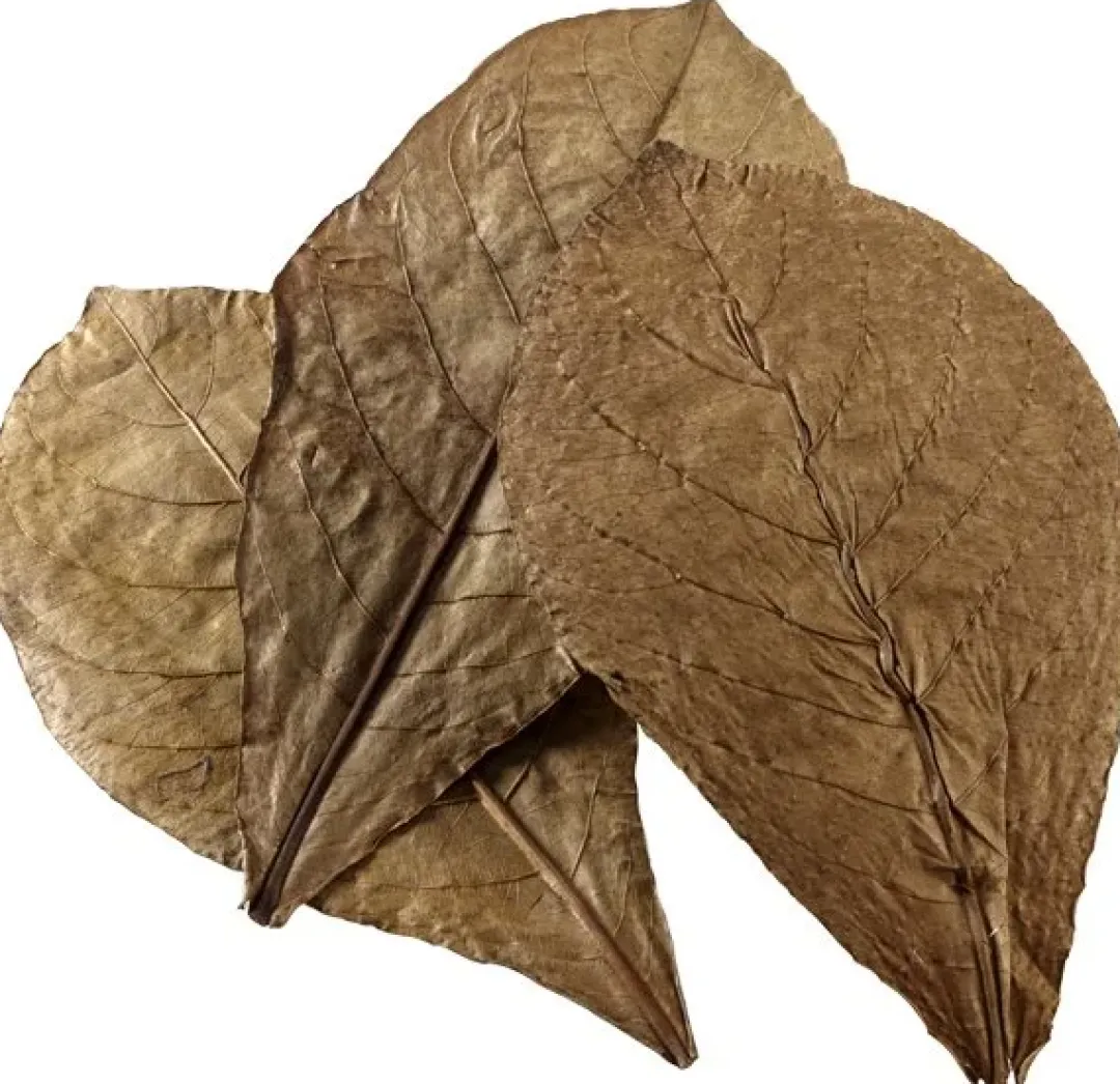 Hobby Catappa Leaves XL