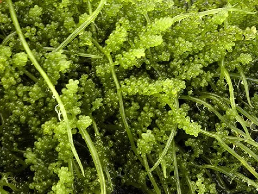 Levende foder til Akvariefisk Caulerpa racemosa (alge til saltvand) Vindrue alge