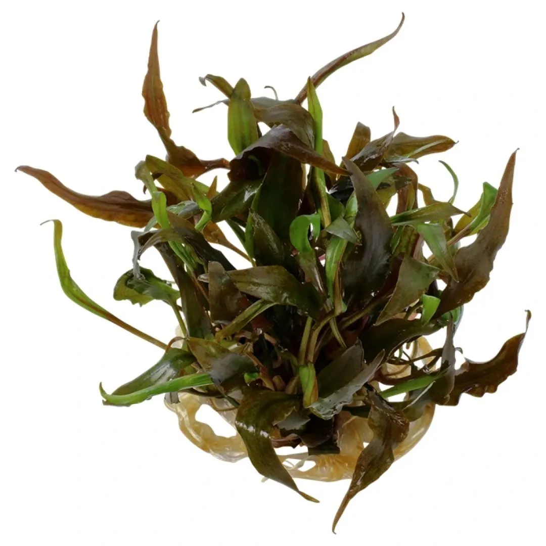Tropica Akvarieplanter Cryptocoryne undulata Broad Leaf 1-2-GROW