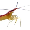 Saltvandsfisk Dannebrogsreje 3-4 cm (Lysmata Amboinensis)