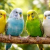 MiniZoo Engelsk Undulat unge (Melopsittacus undulatus)