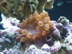 Saltvandsfisk Entacmaea quadricolor Anemone Mix Farver