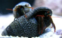 Saltvandsfisk Eramitkrebs Clibanarius spp