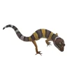 Krybdyr fra hele Verden Eublepharis macularius Designer Leopardgekko - small/unger