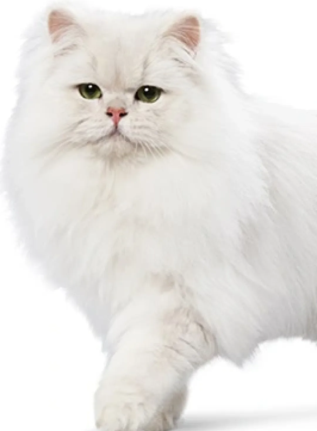 Ever Clean Kattegrus Ever Clean Extra Strong Kattegrus 10 L