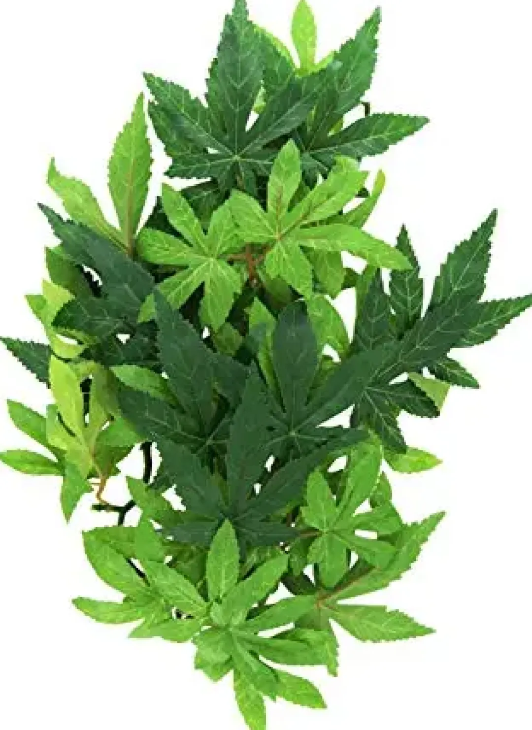 ExoTerra Exo Terra Abuliton medium