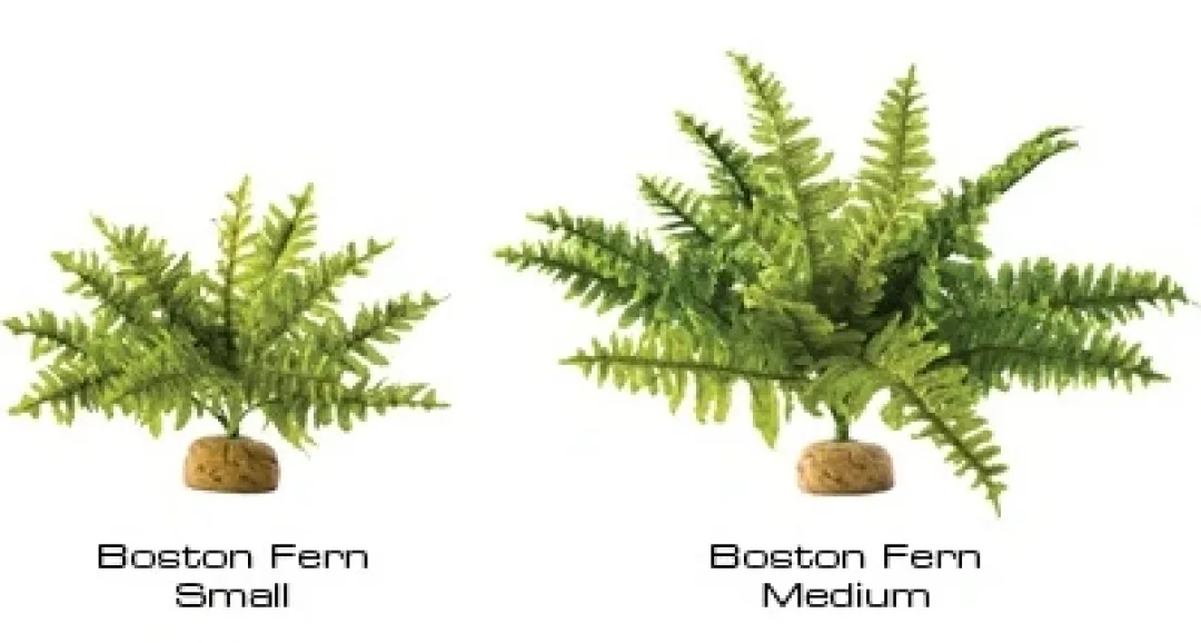 ExoTerra Exo Terra Boston Fern (medium)