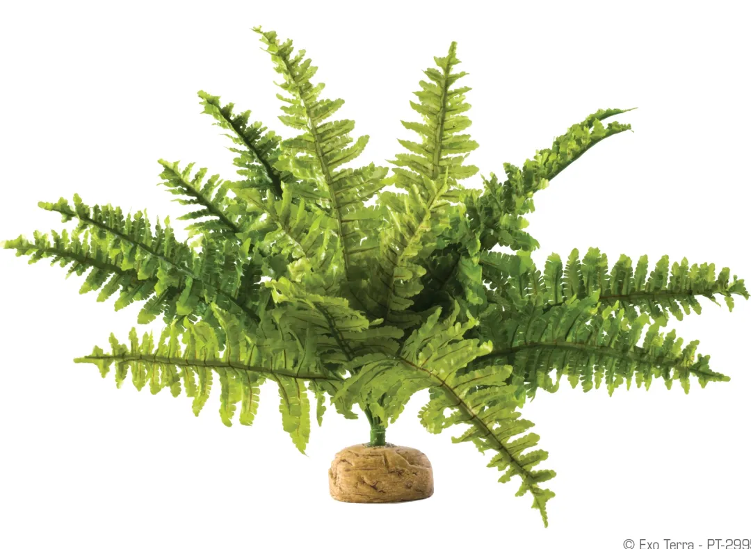 ExoTerra Exo Terra Boston Fern (medium)