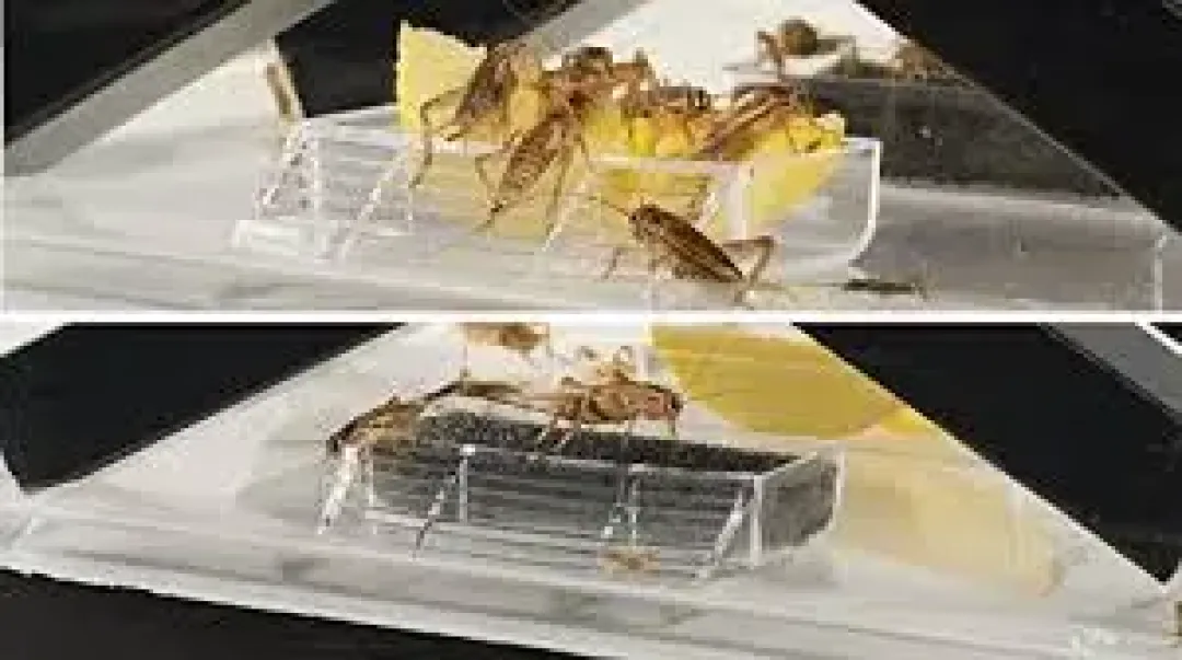 ExoTerra Exo Terra Cricket Pen stor