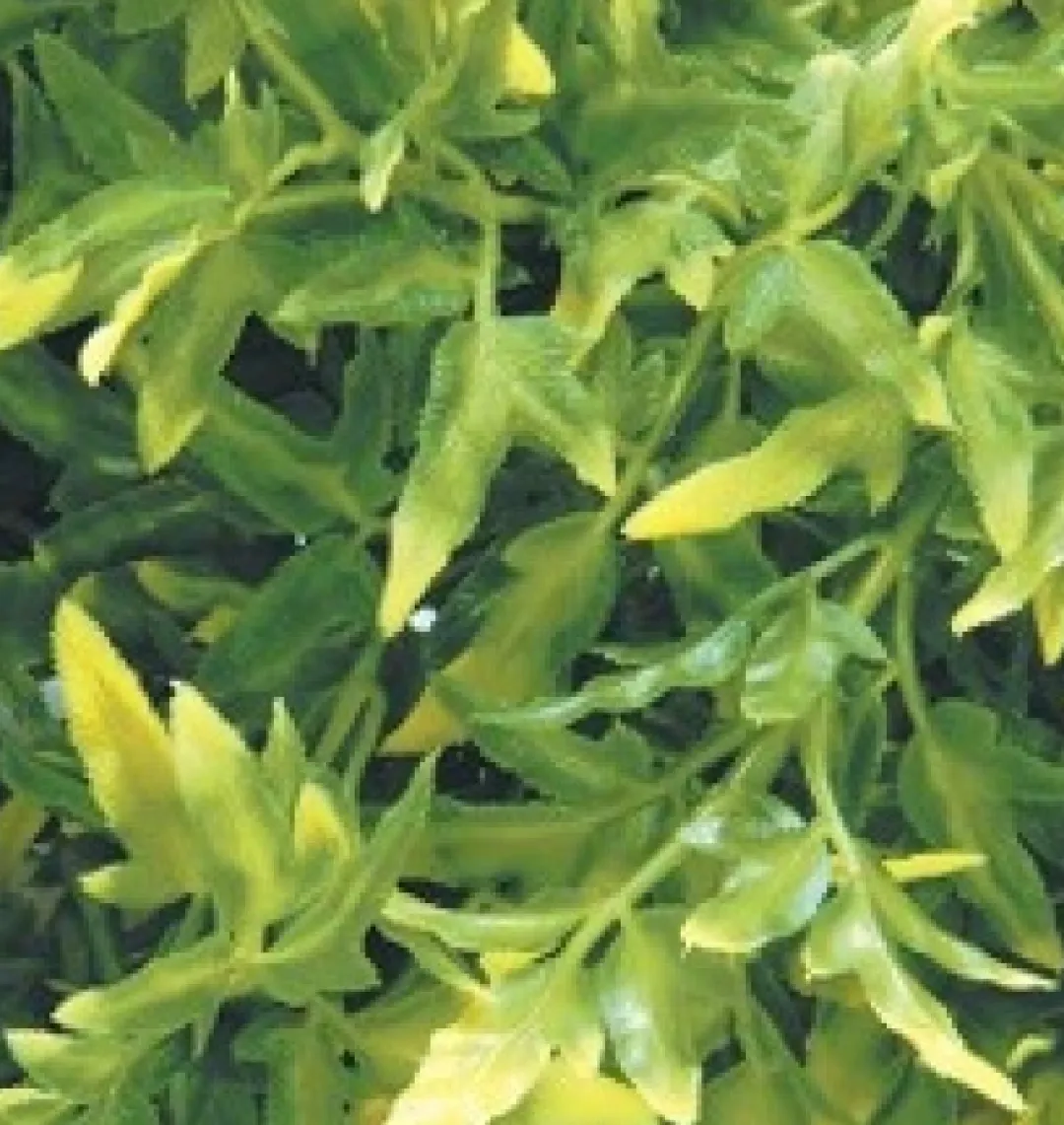 ExoTerra Exo Terra Croton medium