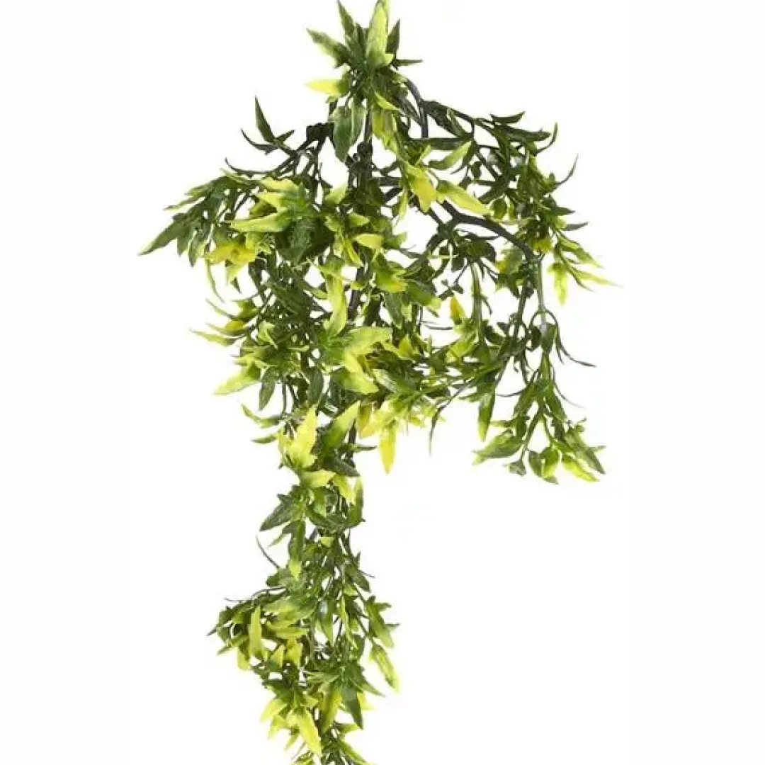 ExoTerra Exo Terra Croton medium