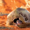 ExoTerra Exo Terra Gecko Hule lille