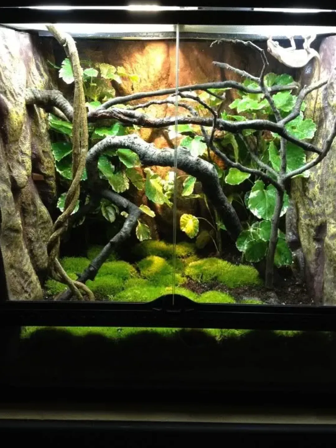 ExoTerra Exo Terra Jungle Træ stor