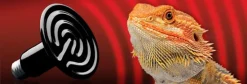 ExoTerra Exo Terra Kernevarmepære 100 w