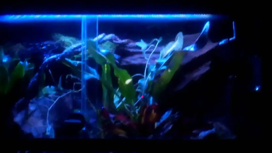 ExoTerra Exo Terra Night Glo 15 watt