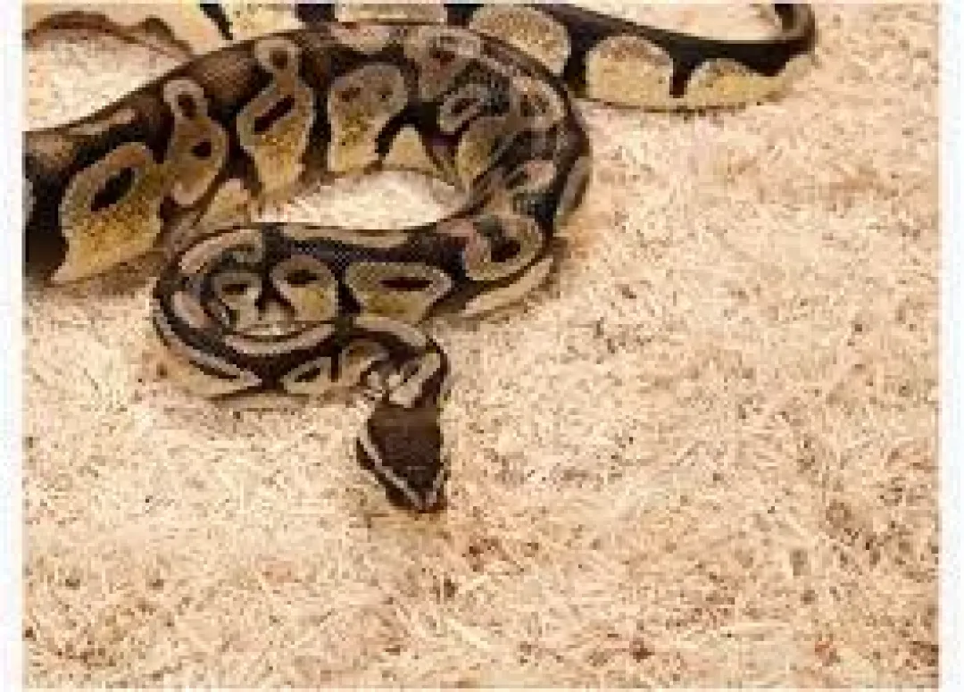 ExoTerra Exo Terra Snake Bedding 26,4 L