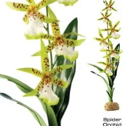 ExoTerra Exo Terra Spider Orkide