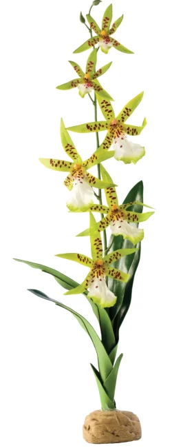 ExoTerra Exo Terra Spider Orkide