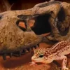 ExoTerra Exo Terra T-Rex kranie lille
