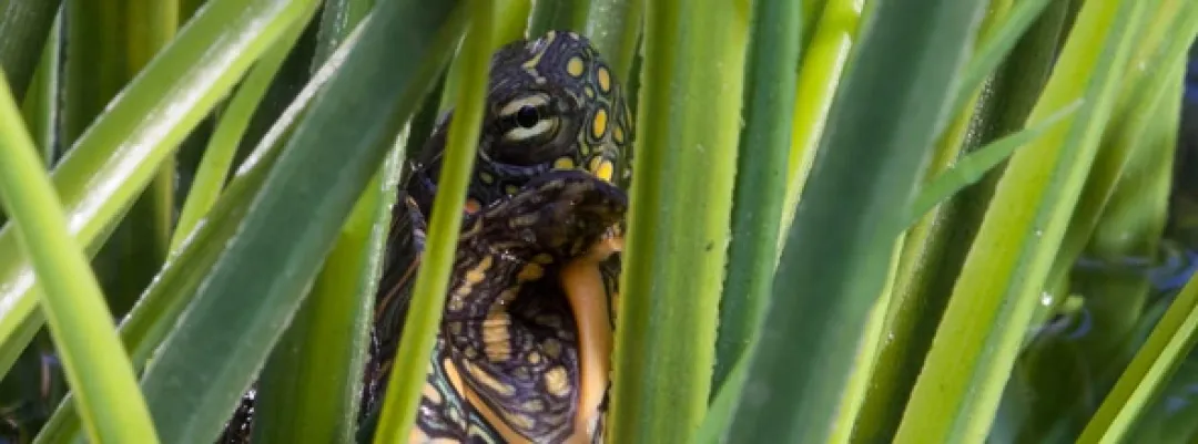 ExoTerra Exo Terra Turtle Grass