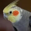 MiniZoo Feriepasning parakit pr påbegyndt uge