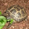 MiniZoo Feriepasning Skildpadde pr påbegyndt uge