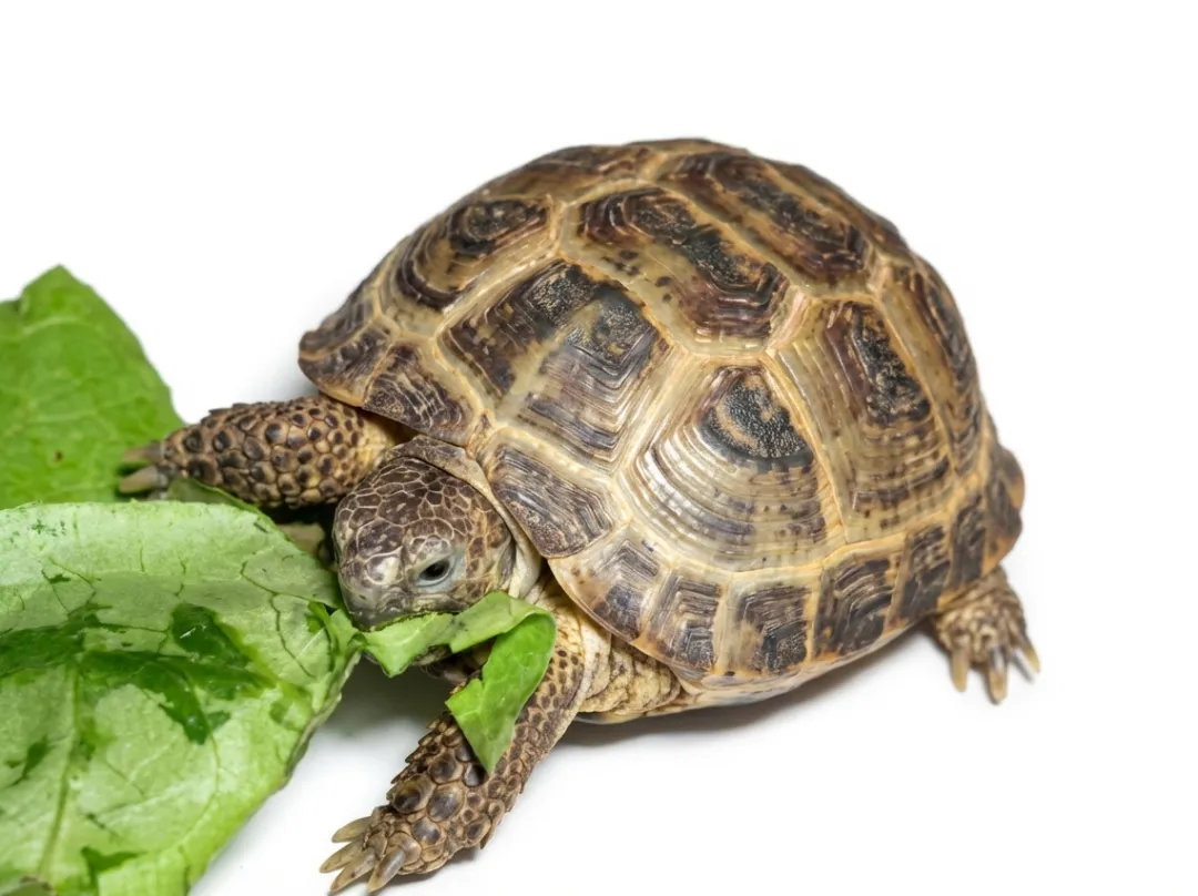 MiniZoo Feriepasning Skildpadde pr påbegyndt uge