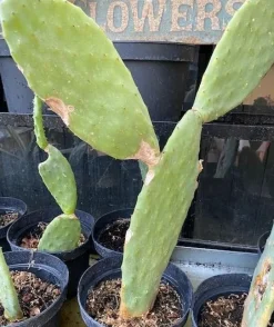 MiniZoo Figenkaktus til landskildpadder (Opuntia ficus indica)