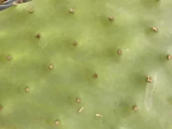 MiniZoo Figenkaktus til landskildpadder (Opuntia ficus indica)
