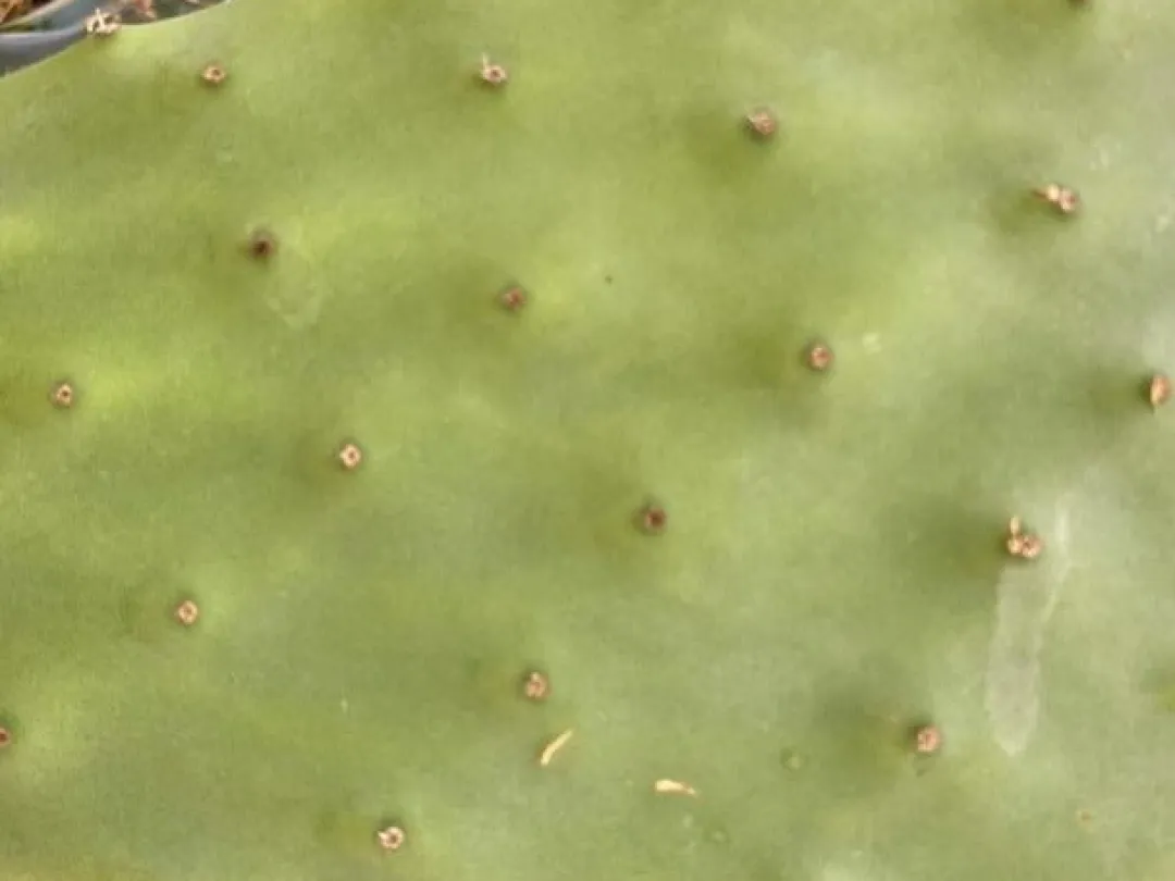 MiniZoo Figenkaktus til landskildpadder (Opuntia ficus indica)