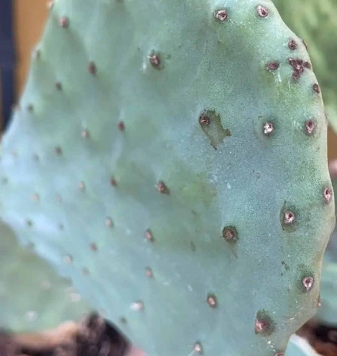 MiniZoo Figenkaktus til landskildpadder (Opuntia ficus indica)
