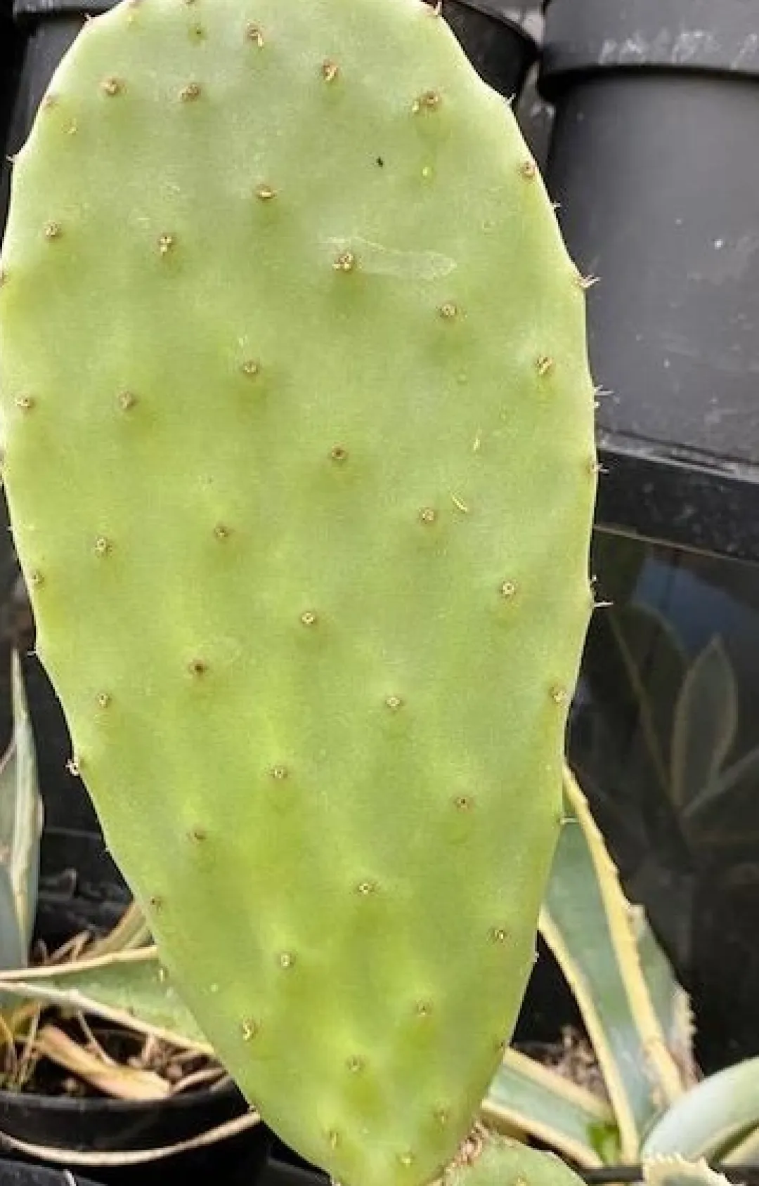 MiniZoo Figenkaktus til landskildpadder (Opuntia ficus indica)