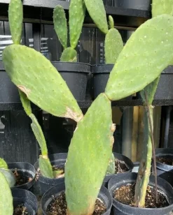 MiniZoo Figenkaktus til landskildpadder (Opuntia ficus indica)