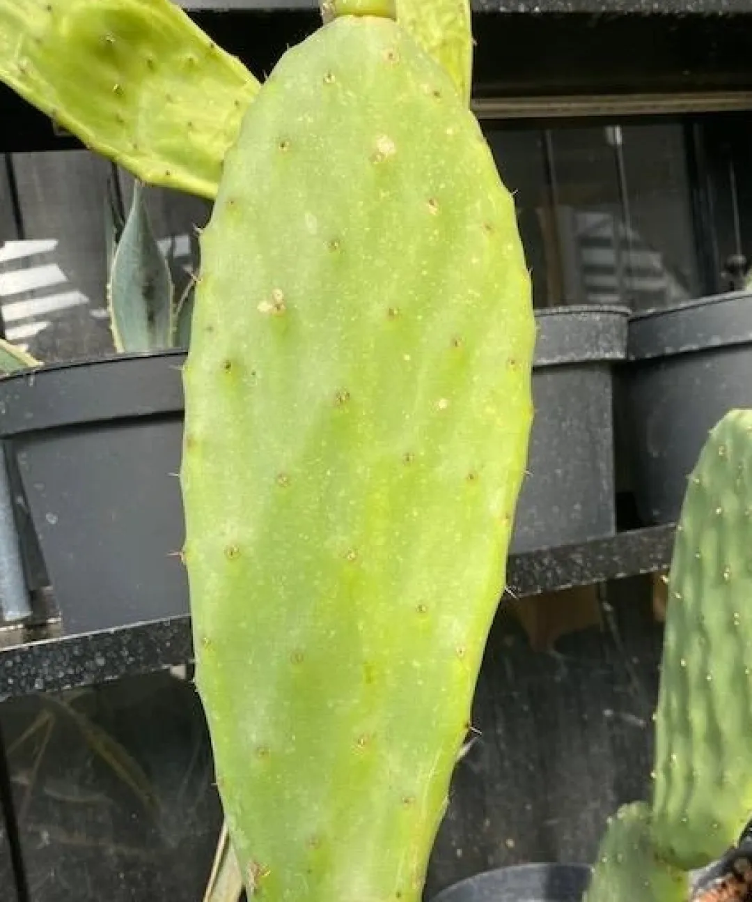 MiniZoo Figenkaktus til landskildpadder (Opuntia ficus indica)