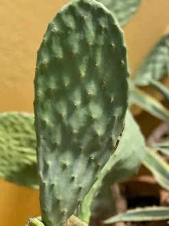 MiniZoo Figenkaktus til landskildpadder (Opuntia ficus indica)