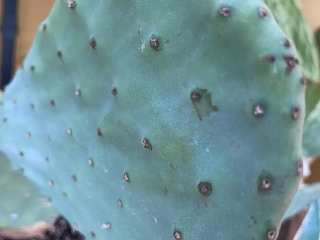 MiniZoo Figenkaktus til landskildpadder (Opuntia ficus indica)