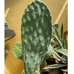 MiniZoo Figenkaktus til landskildpadder (Opuntia ficus indica)
